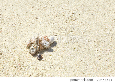 Hermit crab on the beach of a tropical island. 20454544