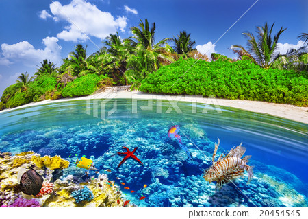 Tropical island and the underwater world  20454545