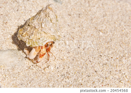 Hermit crab on the beach of a tropical island. 20454568