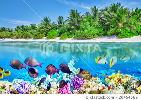 Tropical island and the underwater world 20454569