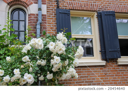 Twine white roses on the facade of brick house 20454640