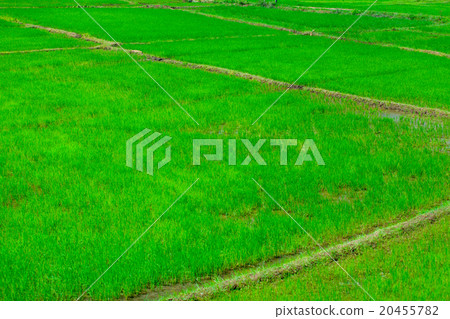 Green fields in Sri Lanka Green fields in Sri Lanka 20455782