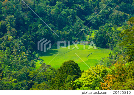Green field fields in Sri Lanka Green field fields in Sri Lanka 20455810