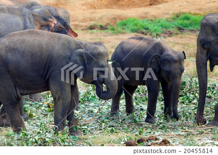 Elephant group near a jungle Elephant group near a jungle 20455814