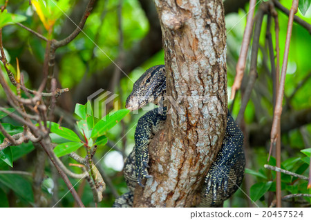 Varanus on a tree 20457524