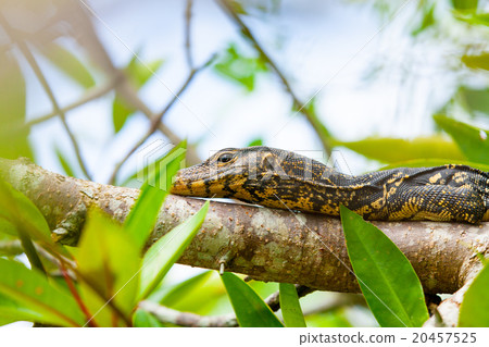 Varanus on a tree 20457525