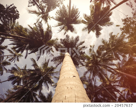 Palms tree and sky. Palms tree and sky. 20457637