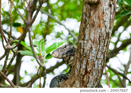 Varanus on a tree 20457687