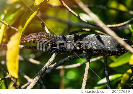 Varanus on a tree 20457689