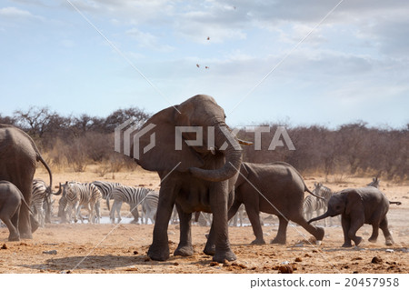 Stock Photo: Angry Elephant in front of heard