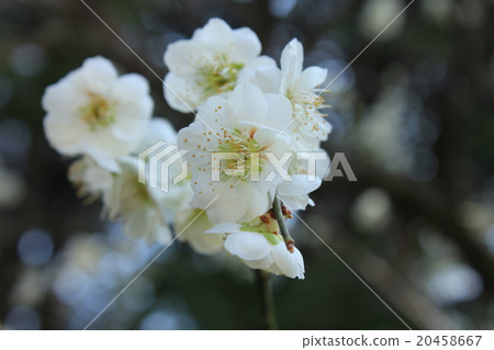 White plum White plum 20458667