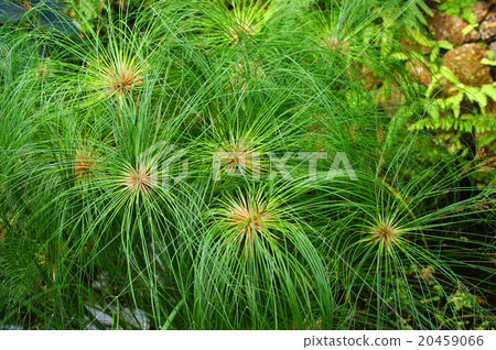 紙莎草 紙莎草 20459066