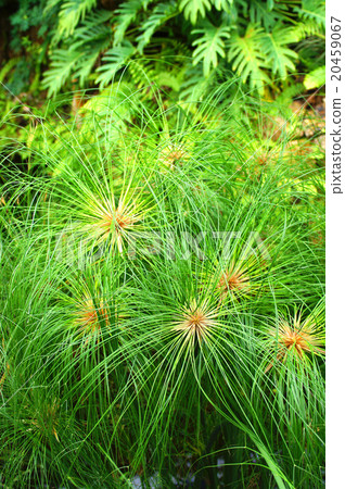 Kamigayatsuri 20459067