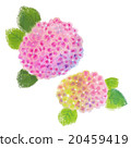 Hydrangea hydrangea 20459419