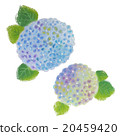 Hydrangea hydrangea 20459420