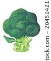 Broccoli Broccoli 20459421
