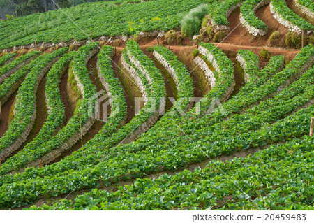 Strawberry garden at Doi Ang Khang , Chiang Mai, Strawberry garden at Doi Ang Khang , Chiang Mai, 20459483