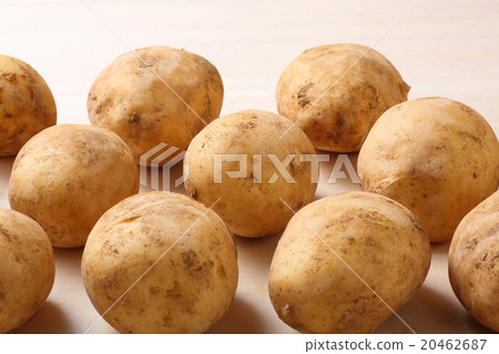 馬鈴薯的 20462687