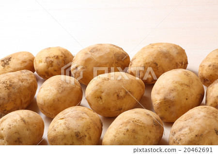馬鈴薯的 20462691