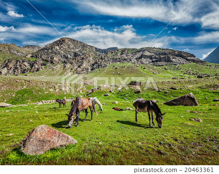 Horses grazing in Himalayas 20463361