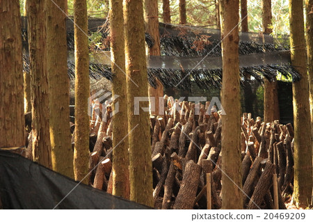 Shiitake mushroom cultivation 20469209