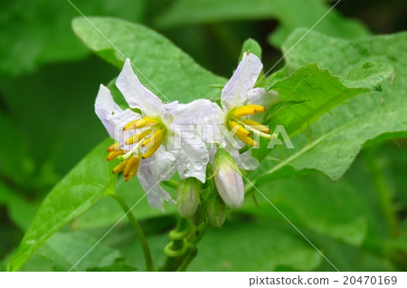 Wild flowers "Flower of Warnas" riverbed: Osaka prefecture Hirakata city № 2 20470169