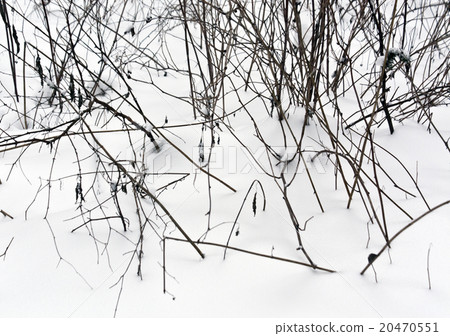 Snow and frost on bushes. 20470551