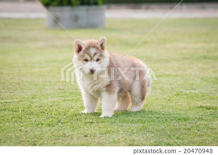 puppy urinating on green grass 20470948