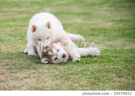 siberian husky puppies playing on green grass siberian husky puppies playing on green grass 20470952