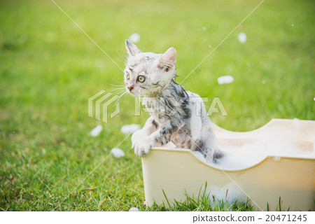 Cute tabby kitten taking a bath in 20471245
