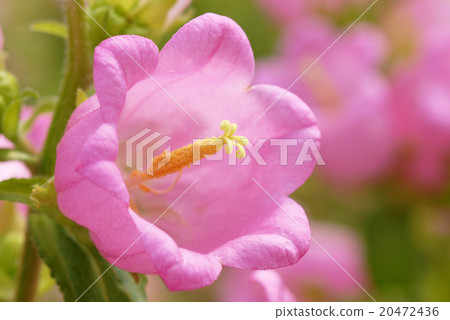 Bell flower   20472436