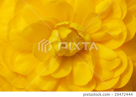 Closeup of yellow persian buttercup Closeup of yellow persian buttercup 20472444