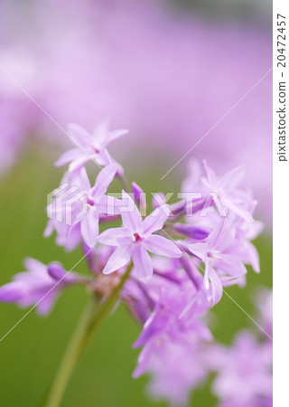 Society Garlic Flower Society Garlic Flower 20472457