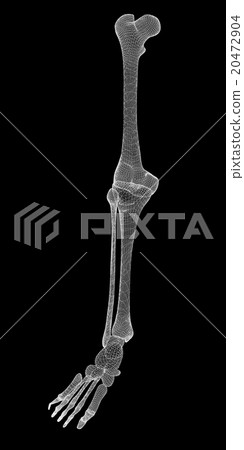 Human  leg skeleton 20472904