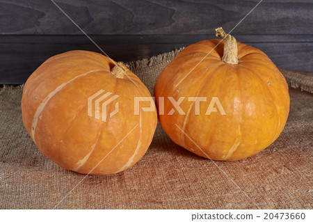 two pumpkins on a canvas two pumpkins on a canvas 20473660