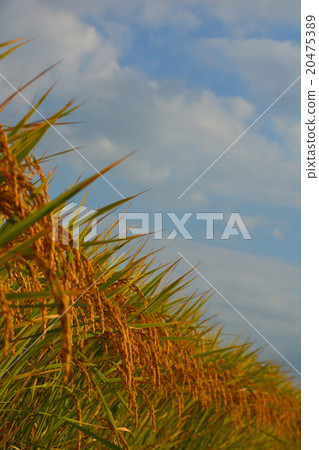Rice field 20475389
