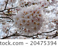 Cherry Blossoms	 20475394
