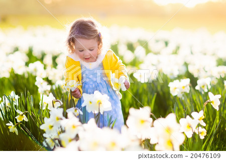 Little girl in daffodil field Little girl in daffodil field 20476109