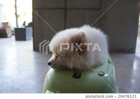 Pomeranian on holiday 20476121