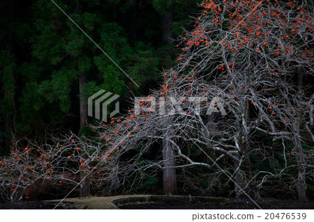 Persimmon remaining Persimmon remaining 20476539