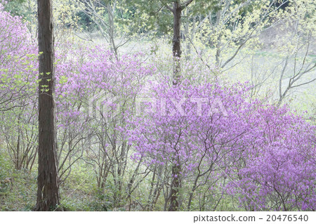 Kobanomitsu azalea Kobanomitsu azalea 20476540