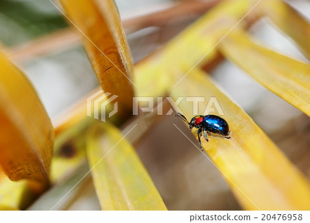 tropical blue bug beetles with red dots on head tropical blue bug beetles with red dots on head 20476958
