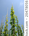 Hop in the ecological cultivation hop-pole up 20478056