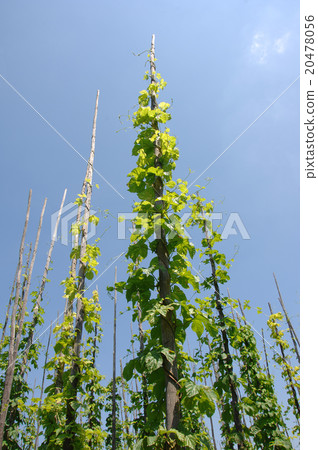 Hop in the ecological cultivation hop-pole up Hop in the ecological cultivation hop-pole up 20478056