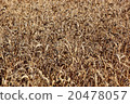 Ripe wheat field in summer, grain, wheat 20478057