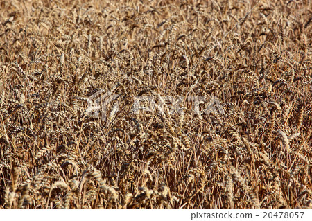 Ripe wheat field in summer, grain, wheat Ripe wheat field in summer, grain, wheat 20478057