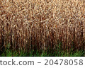 Ripe wheat field in summer, grain, wheat 20478058