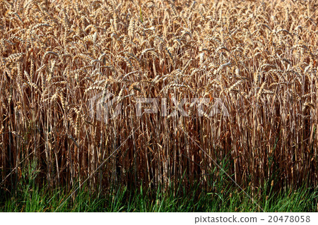 Ripe wheat field in summer, grain, wheat Ripe wheat field in summer, grain, wheat 20478058