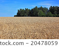 ripe wheatfield in summer 20478059