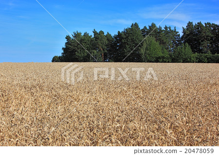 ripe wheatfield in summer 20478059
